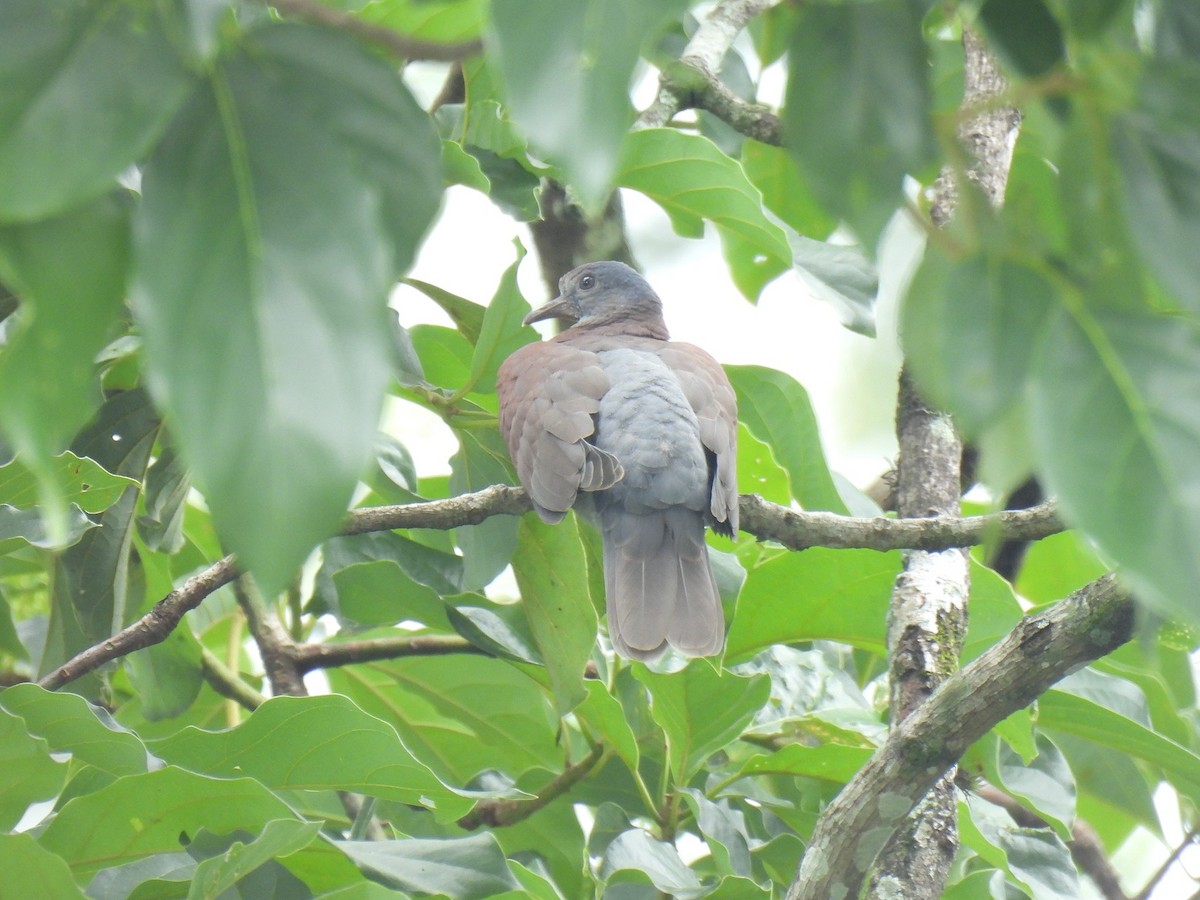 Pale-vented Pigeon - ML638034947