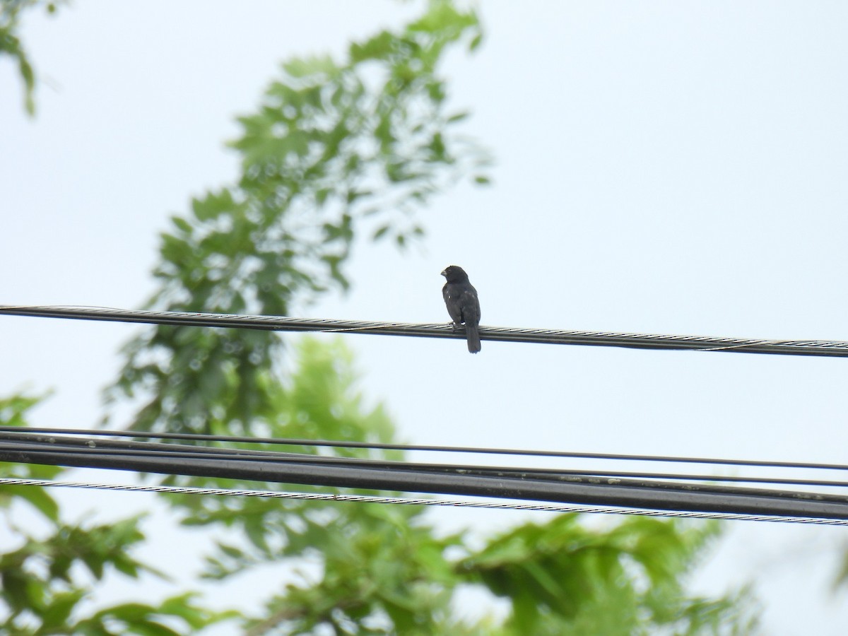 Variable Seedeater - ML638034959