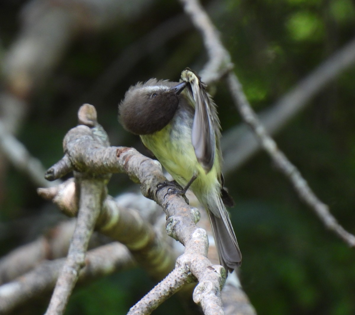 Eastern Phoebe - ML638034961