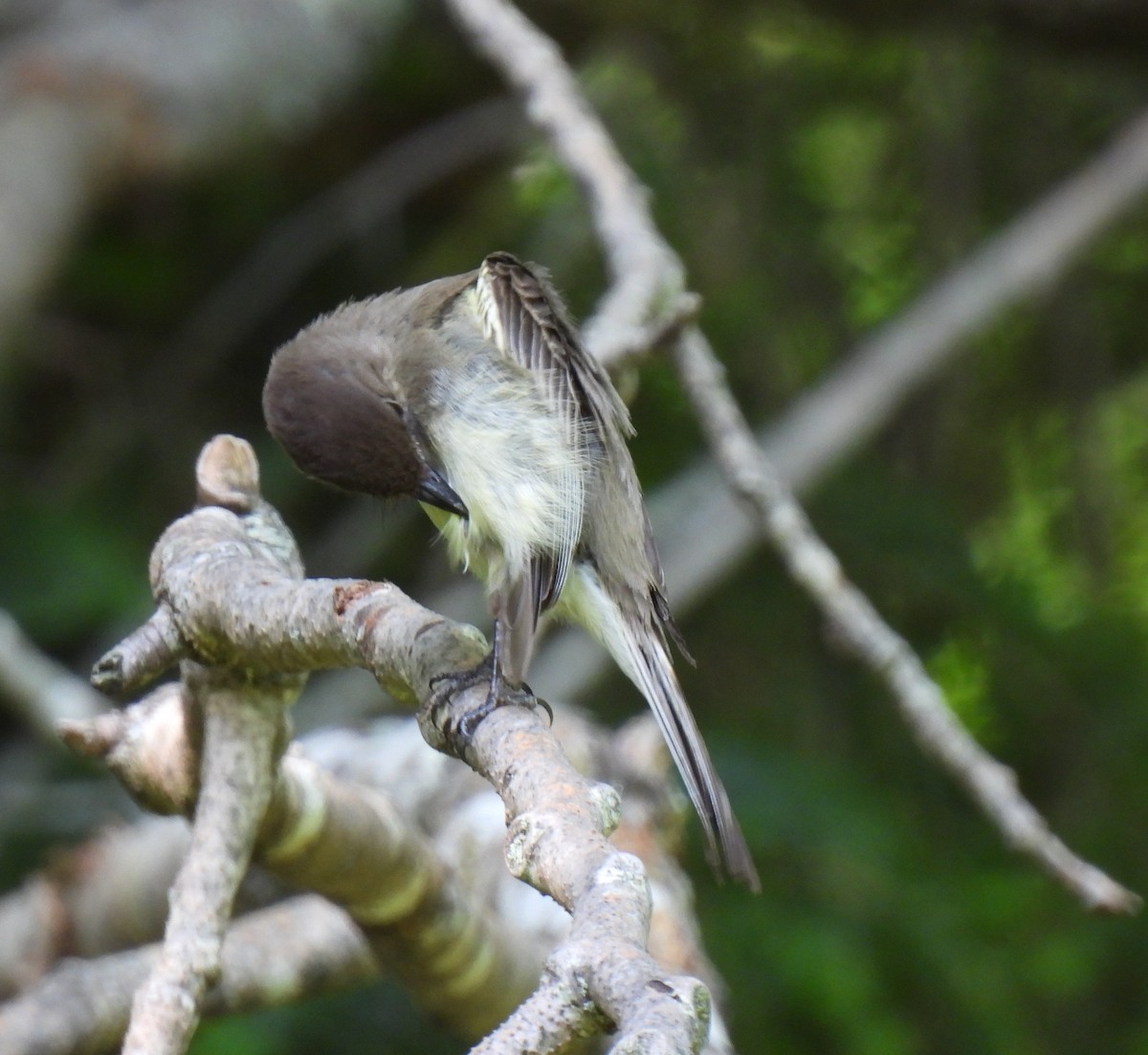 Eastern Phoebe - ML638034962