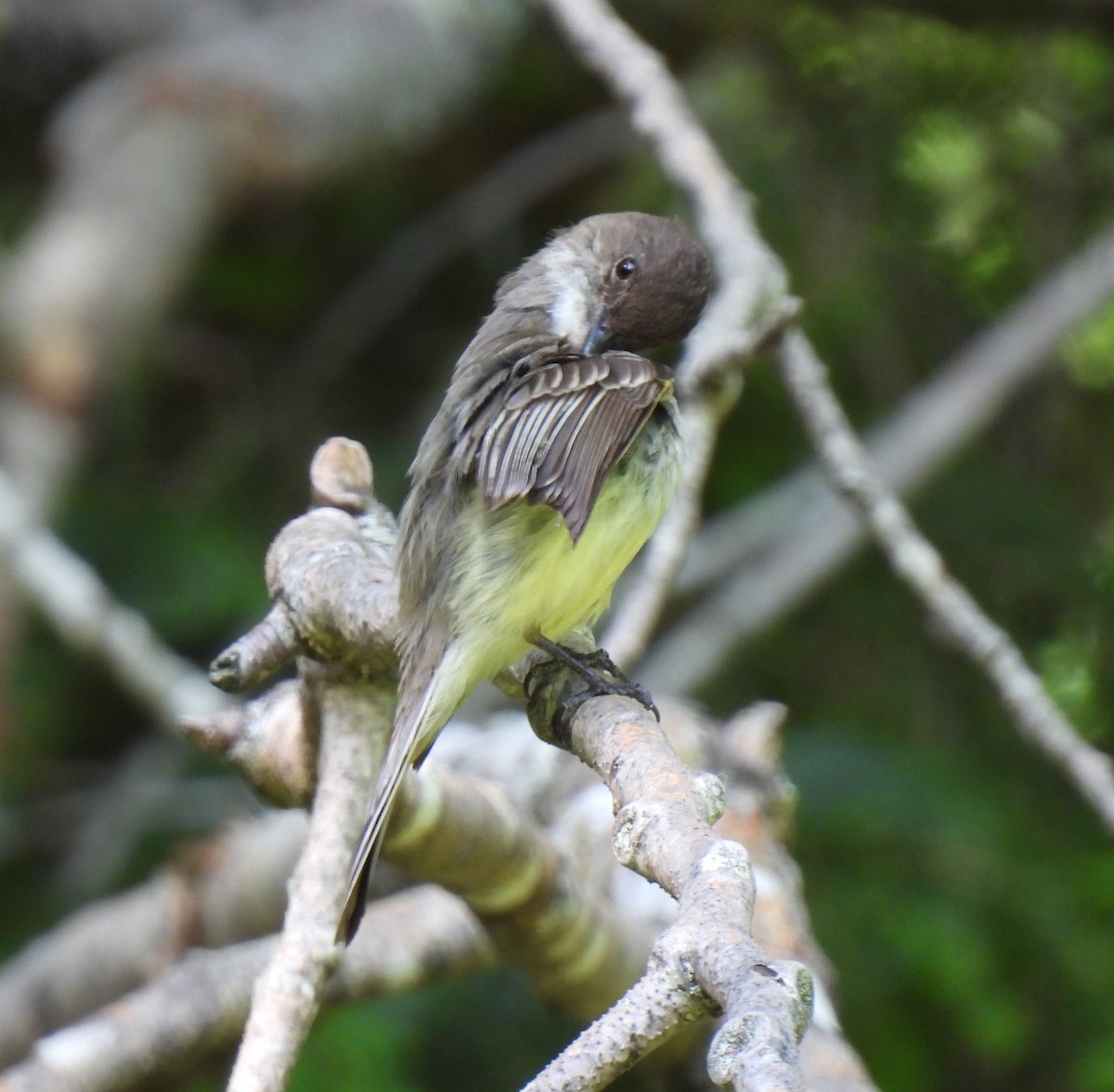 Eastern Phoebe - ML638034964