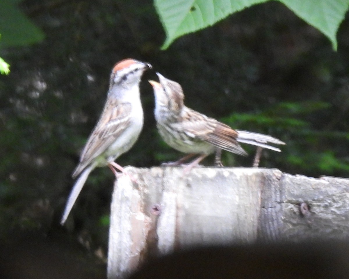 Chipping Sparrow - ML638034967