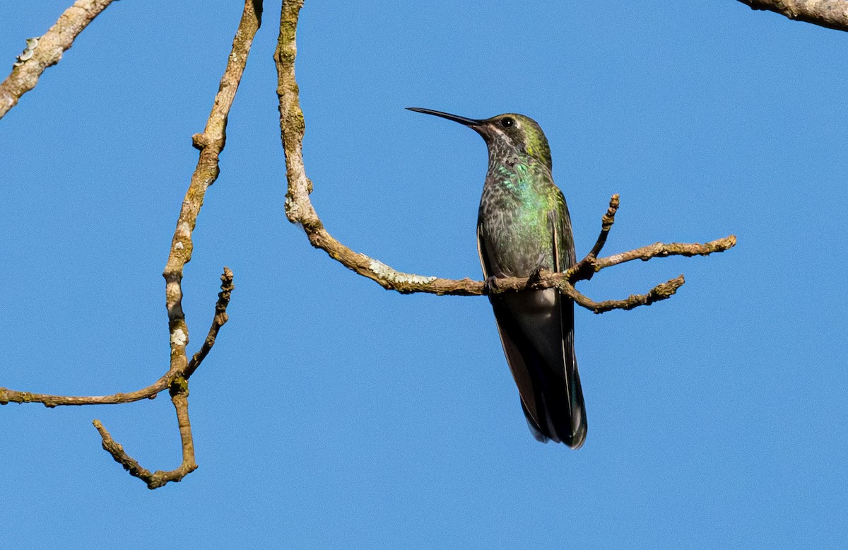 White-vented Violetear - ML638034998