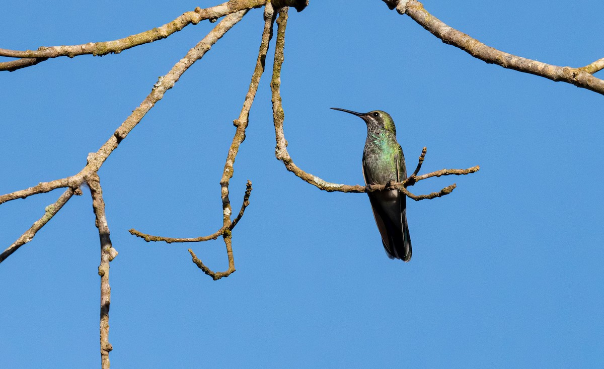 White-vented Violetear - ML638035004