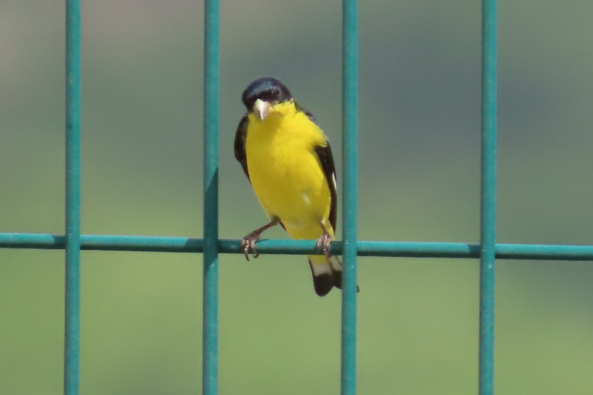 Lesser Goldfinch - ML638035056