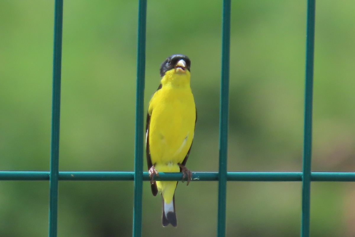 Lesser Goldfinch - ML638035057