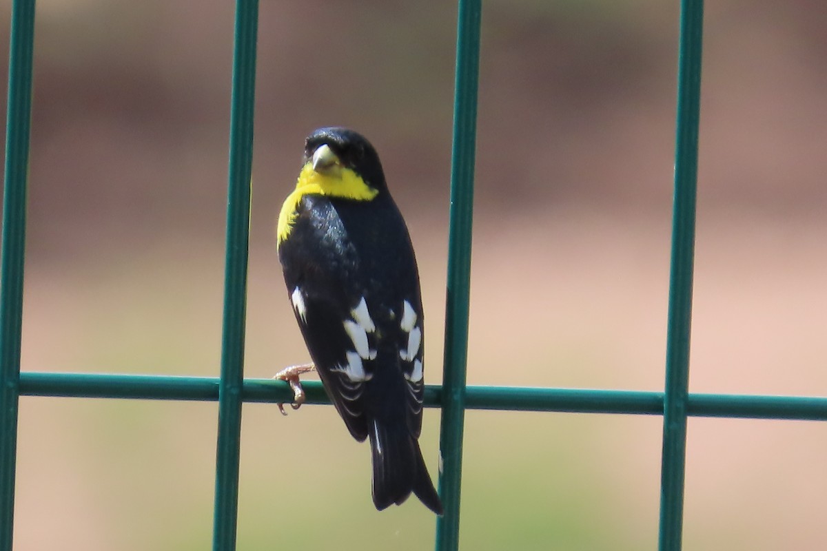 Lesser Goldfinch - ML638035058