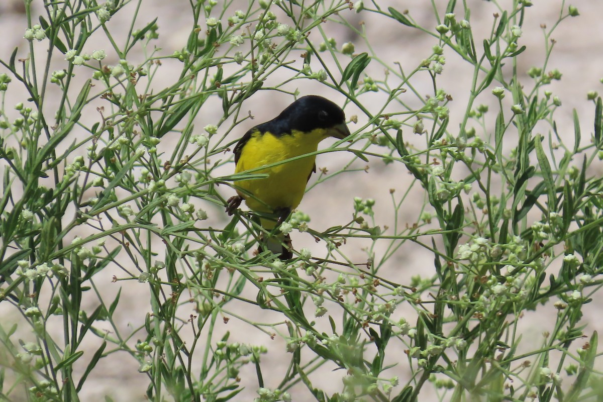 Lesser Goldfinch - ML638035059