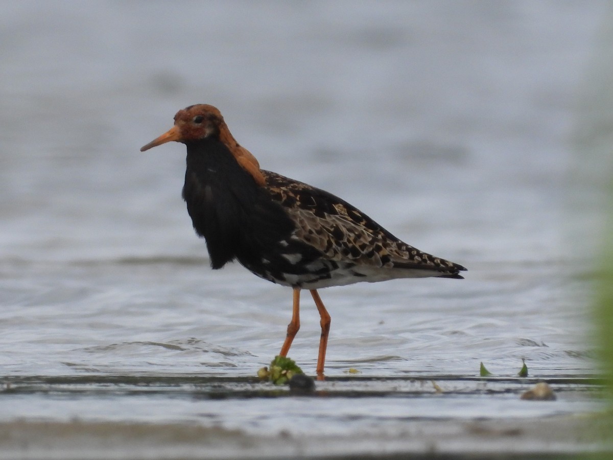 Ruff - ML638035066