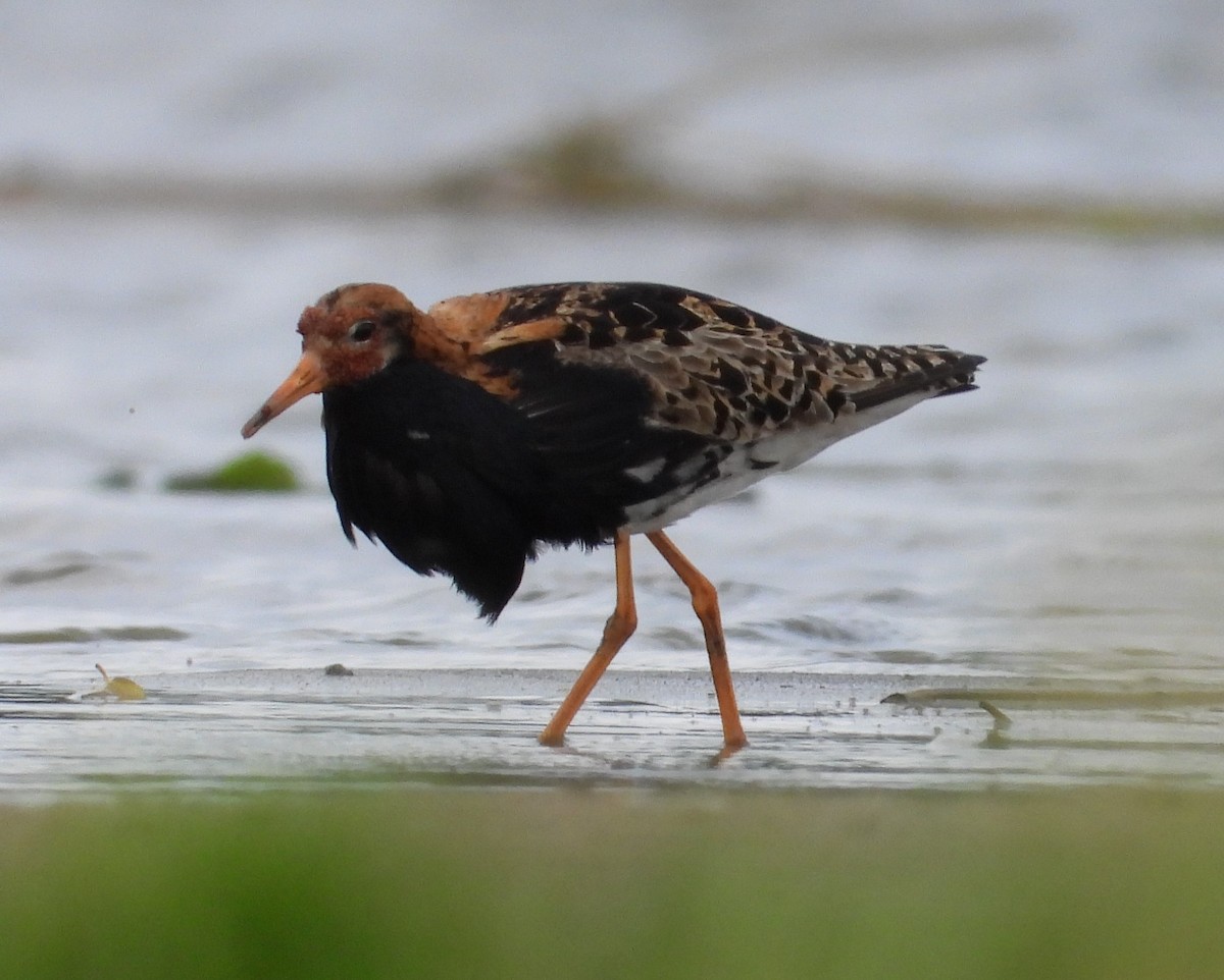 Ruff - ML638035089