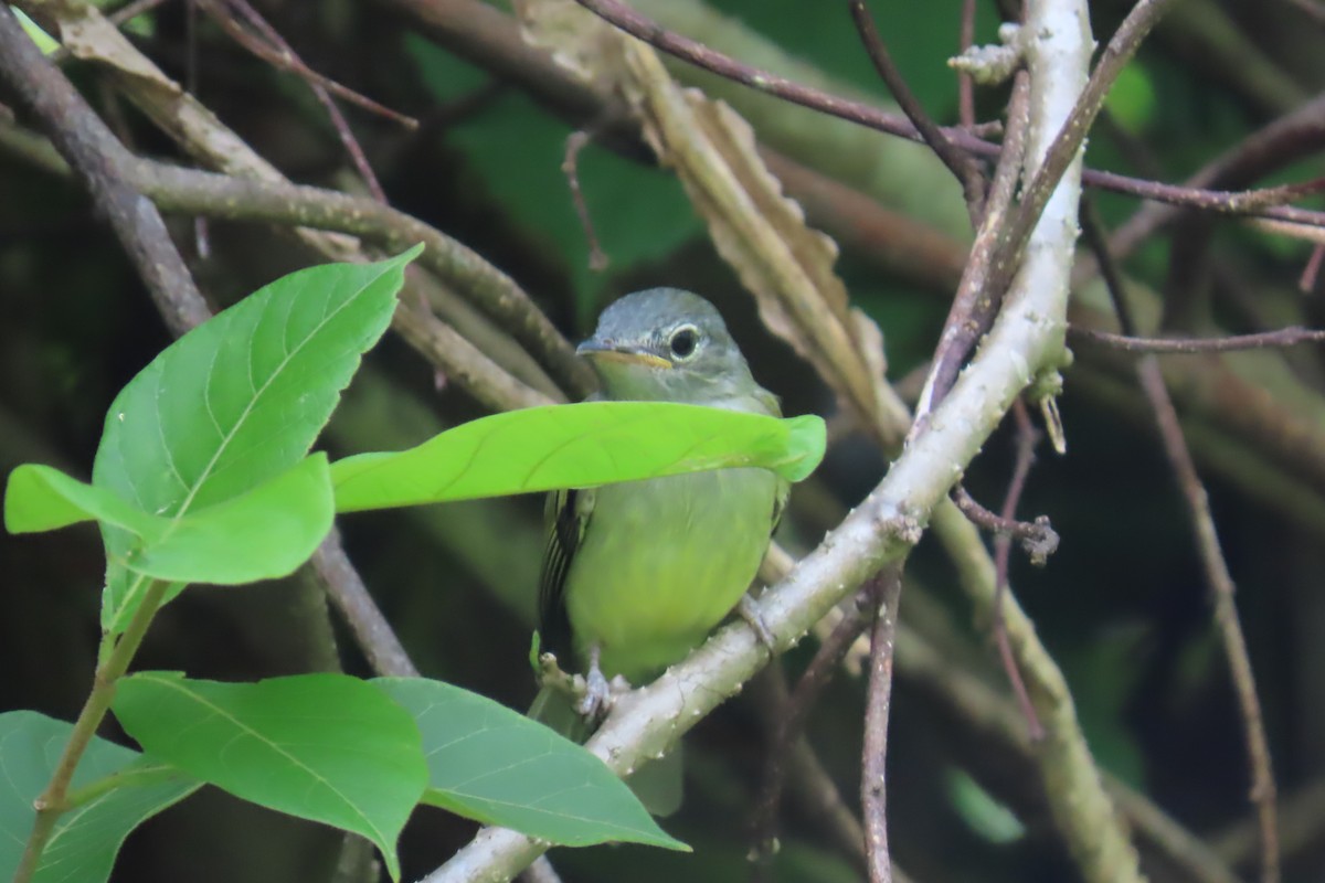 Yellow-olive Flatbill - ML638035092