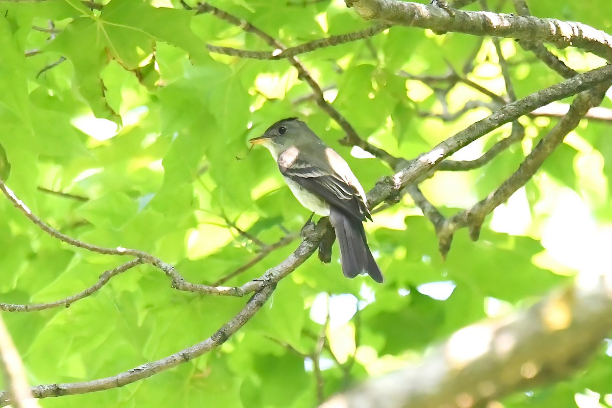tyranovec východní - ML638035099