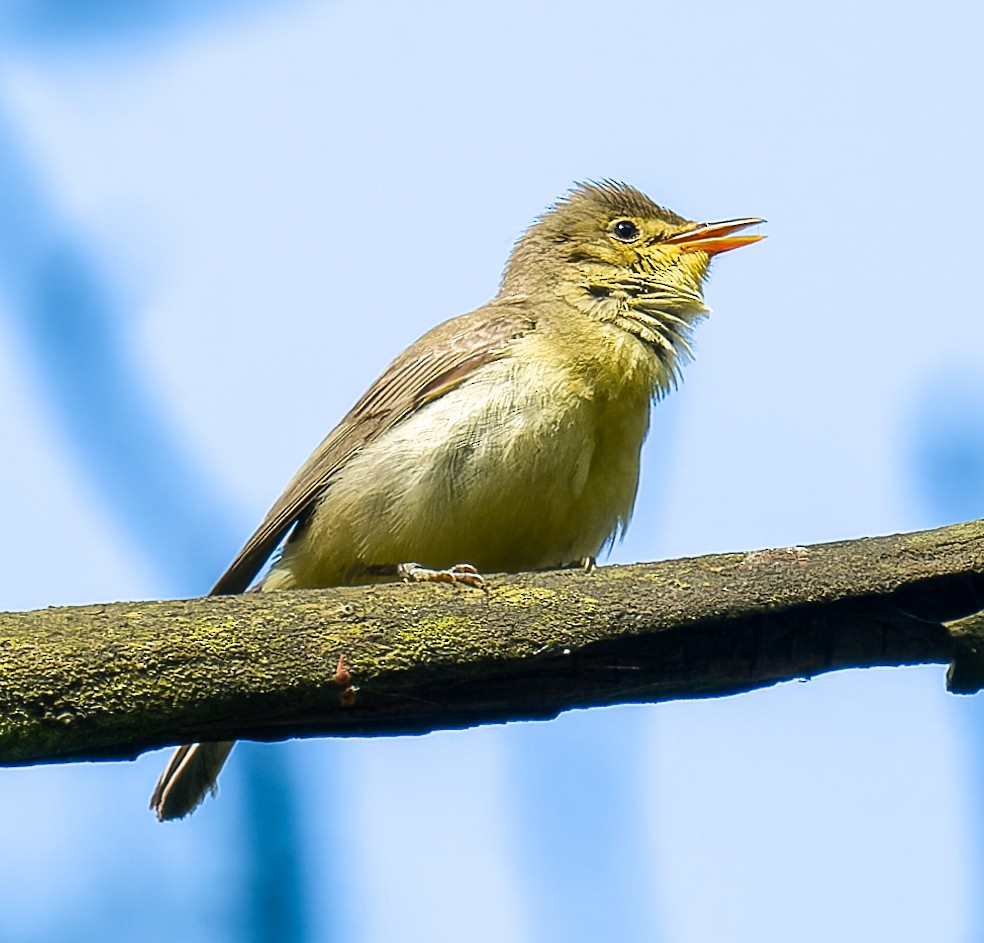 Icterine Warbler - ML638035114