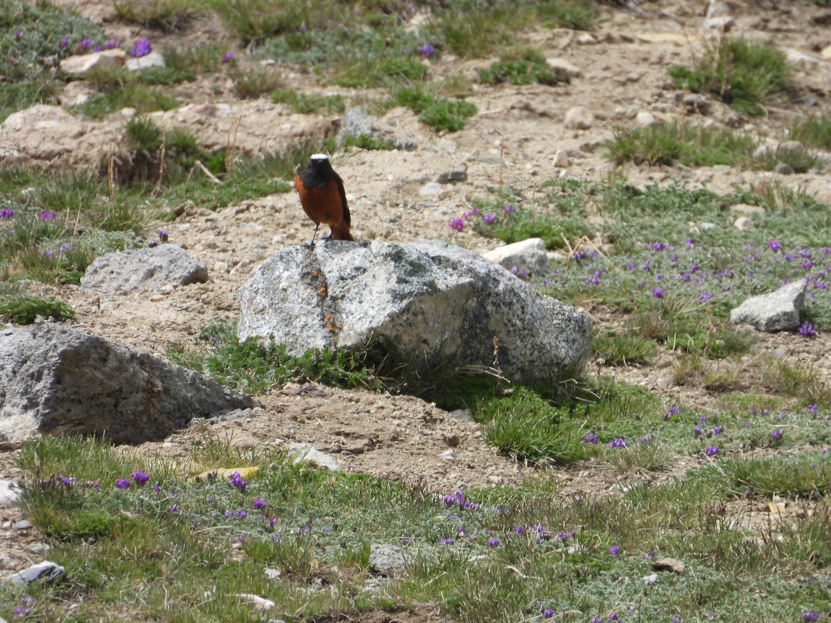 White-winged Redstart - ML638035141
