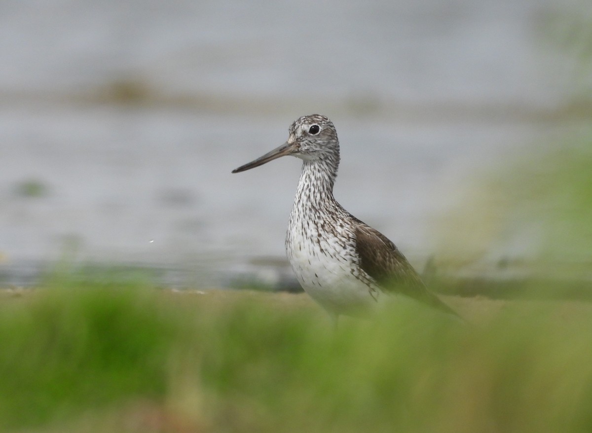 Common Greenshank - ML638035152