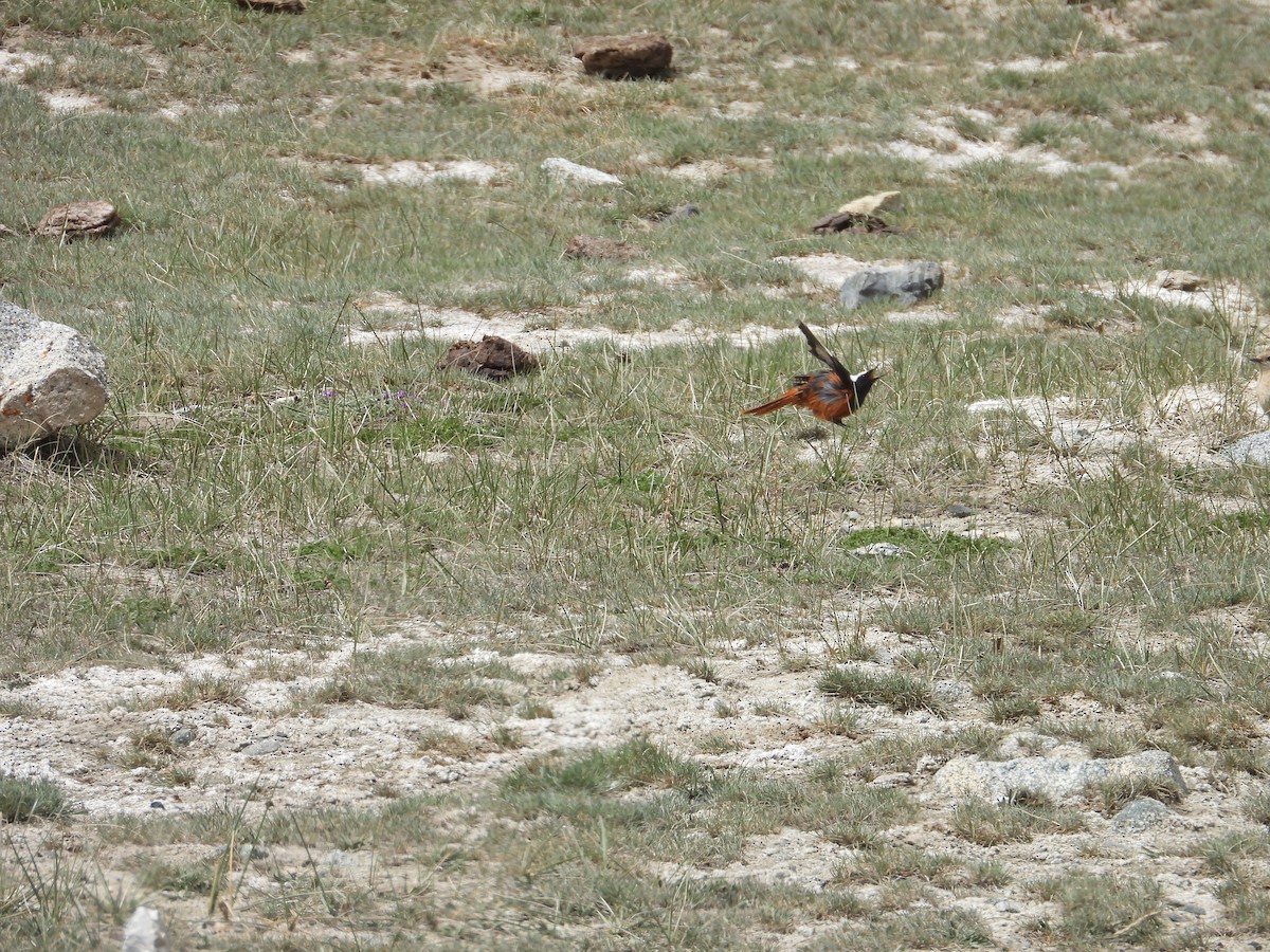 White-winged Redstart - ML638035154