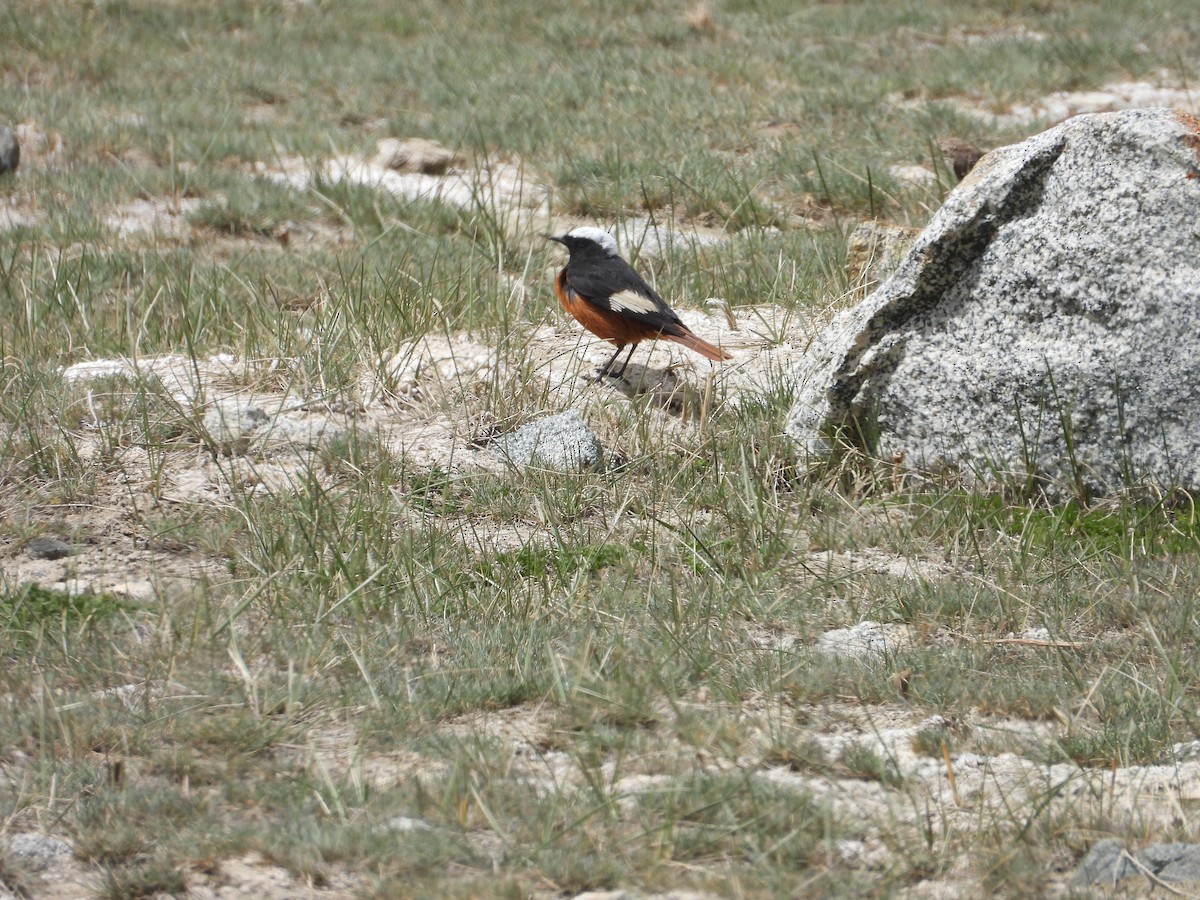 White-winged Redstart - ML638035155