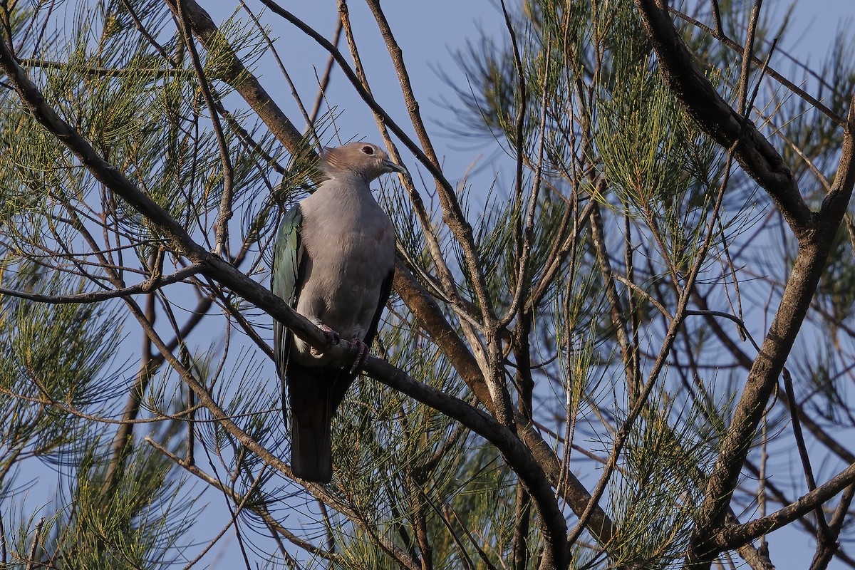 Green Imperial-Pigeon - ML638035158