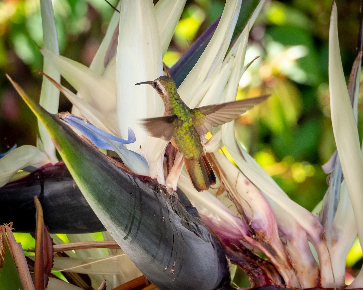 Xantus's Hummingbird - ML638035162