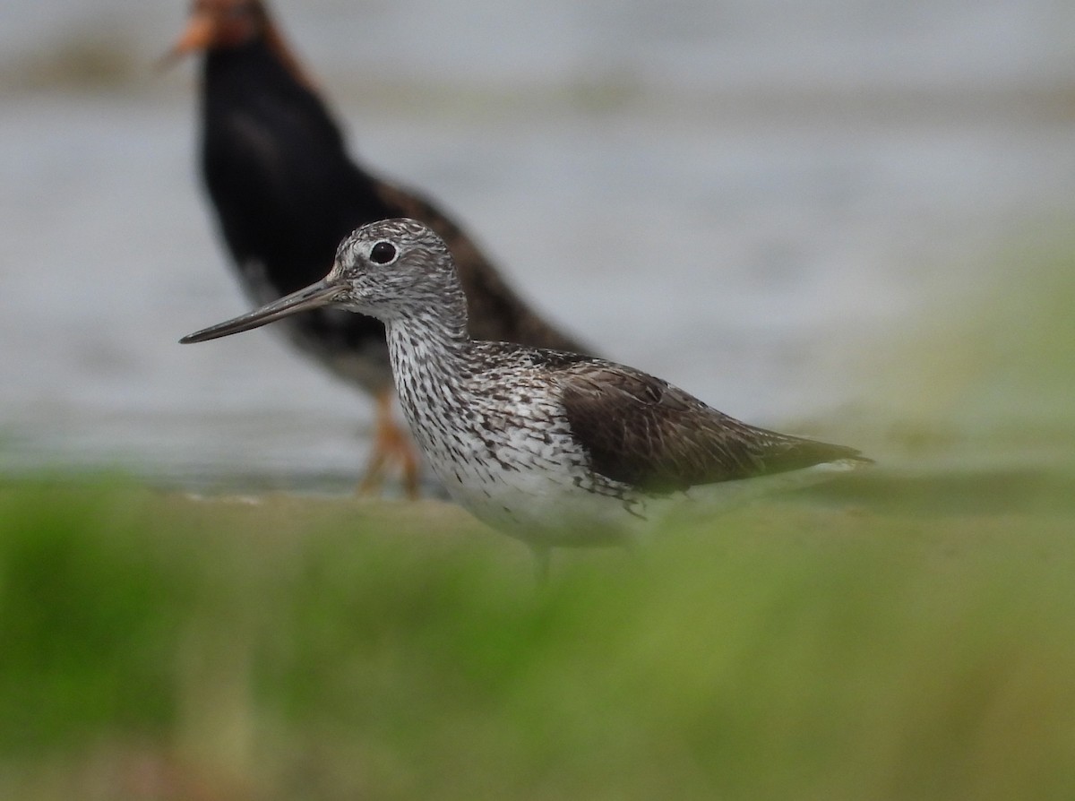 Common Greenshank - ML638035180
