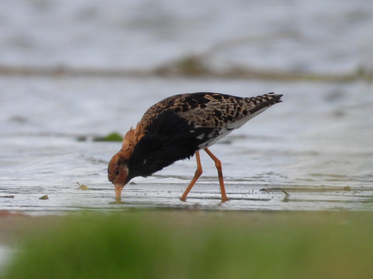 Ruff - ML638035229