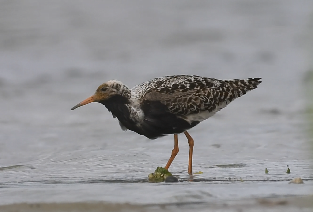 Ruff - ML638035313