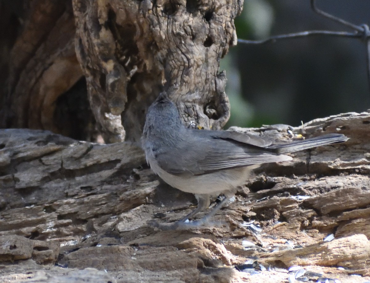 Juniper Titmouse - ML638035379