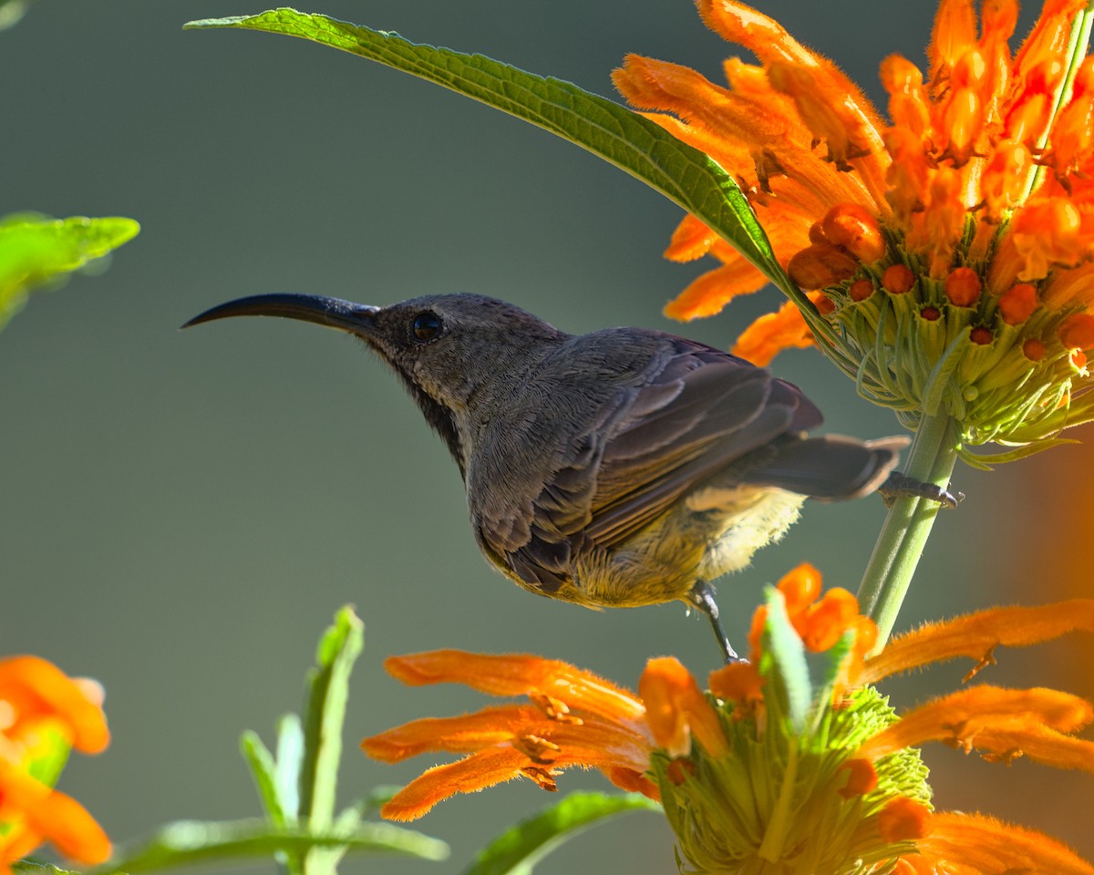 Amethyst Sunbird - ML638035380