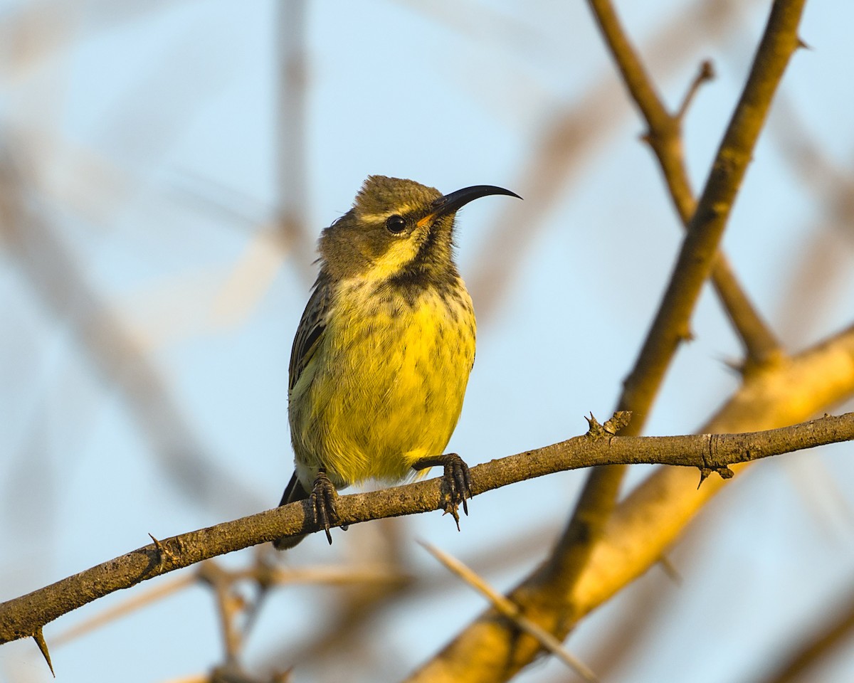 Amethyst Sunbird - ML638035403