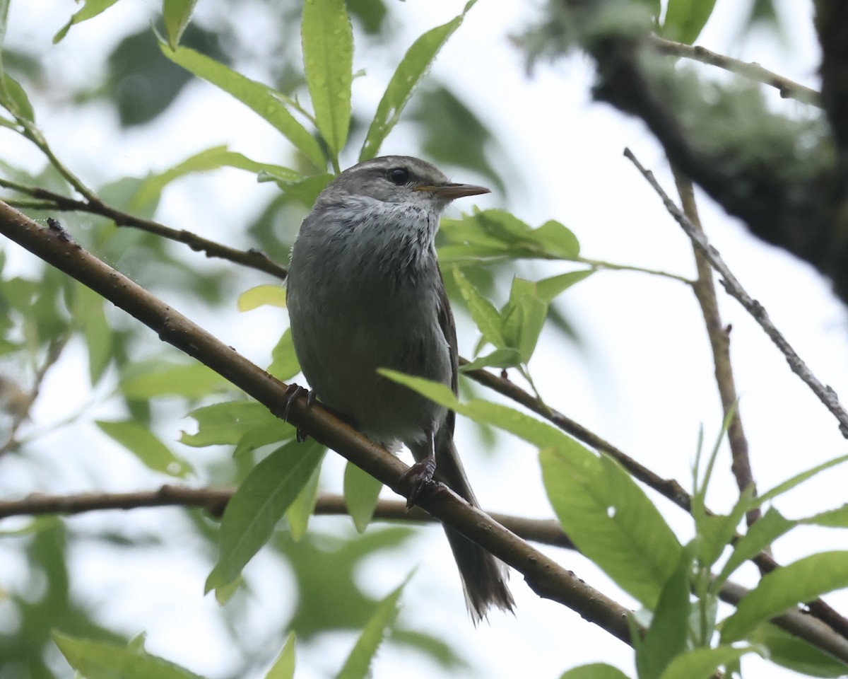 Japanese Bush Warbler (Northern) - ML638035404