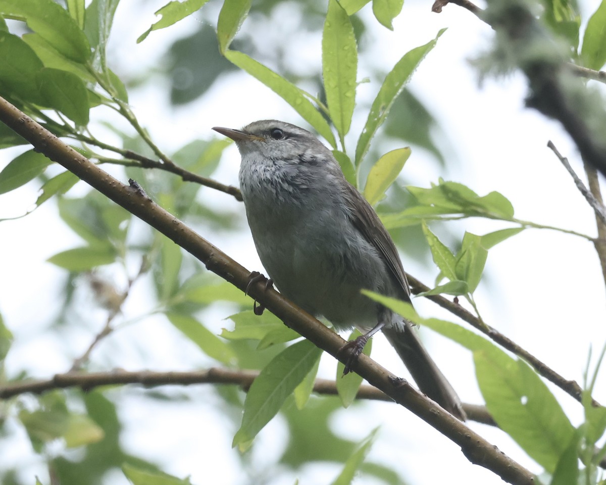Japanese Bush Warbler (Northern) - ML638035405