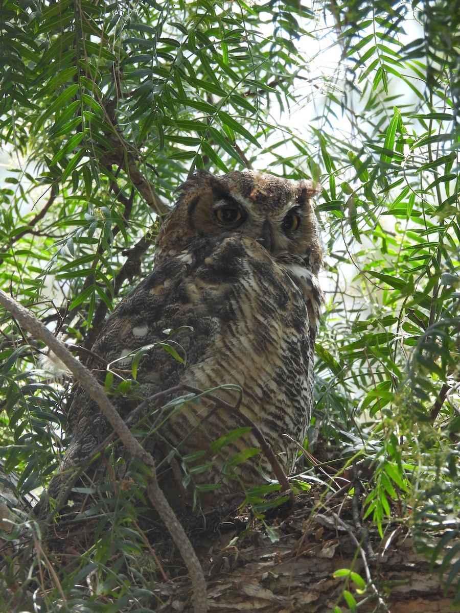 Great Horned Owl - ML638035423