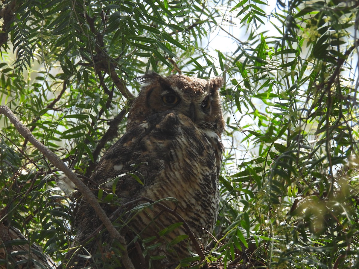 Great Horned Owl - ML638035427