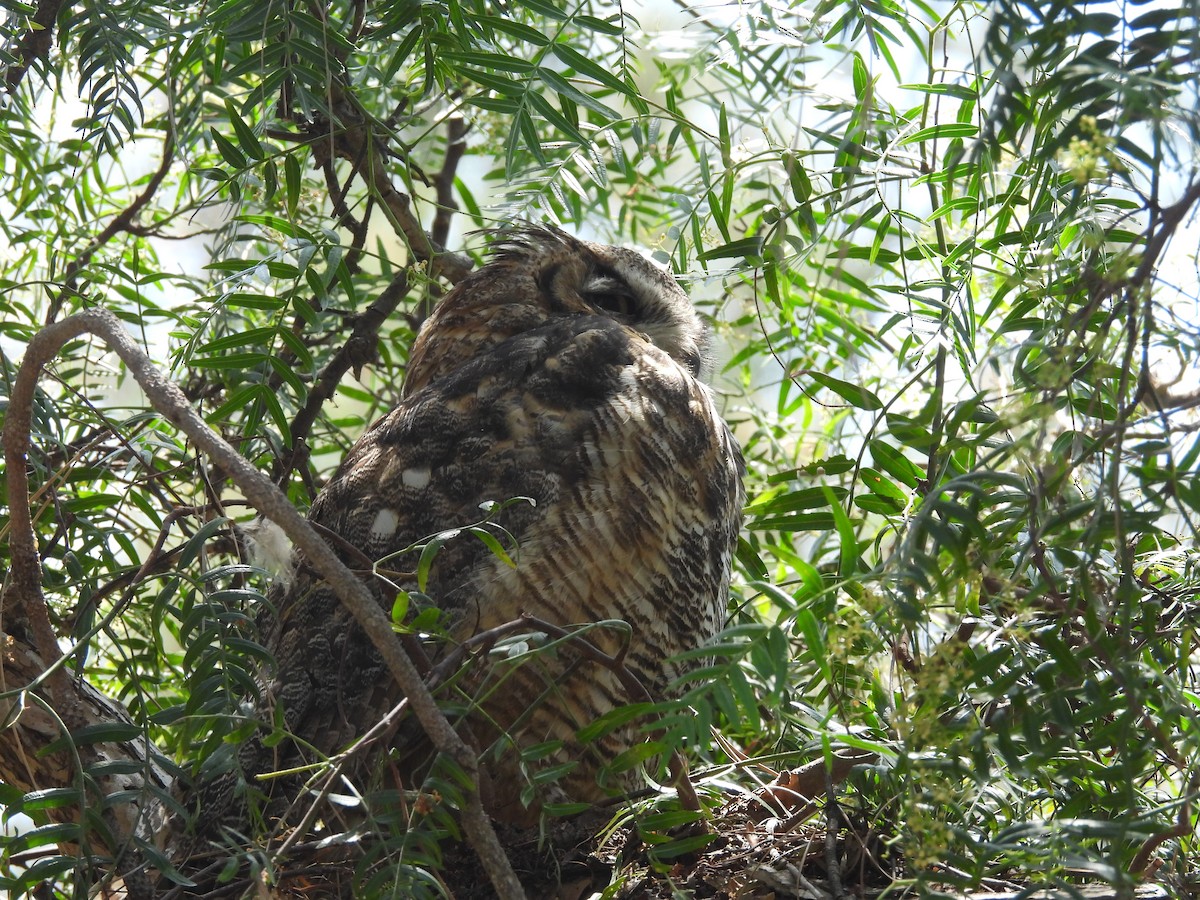 Great Horned Owl - ML638035430