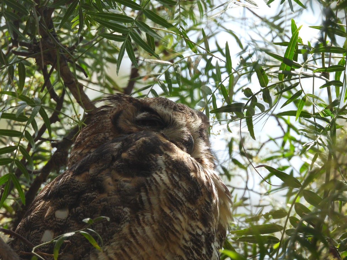 Great Horned Owl - ML638035434