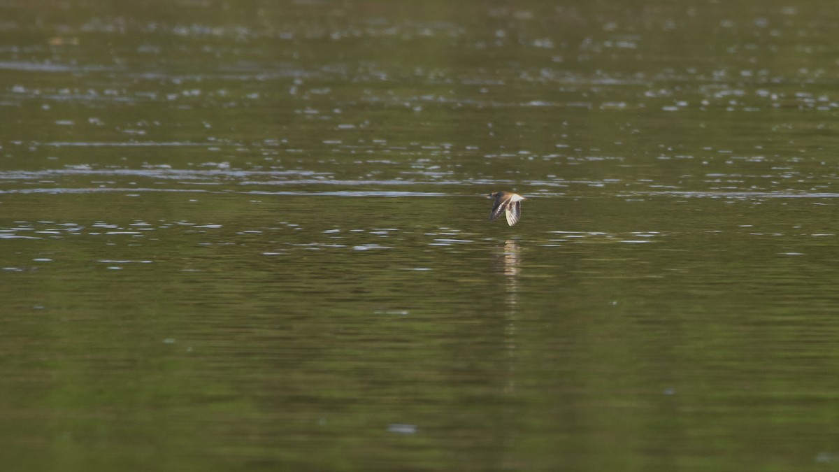 shorebird sp. - ML638035444