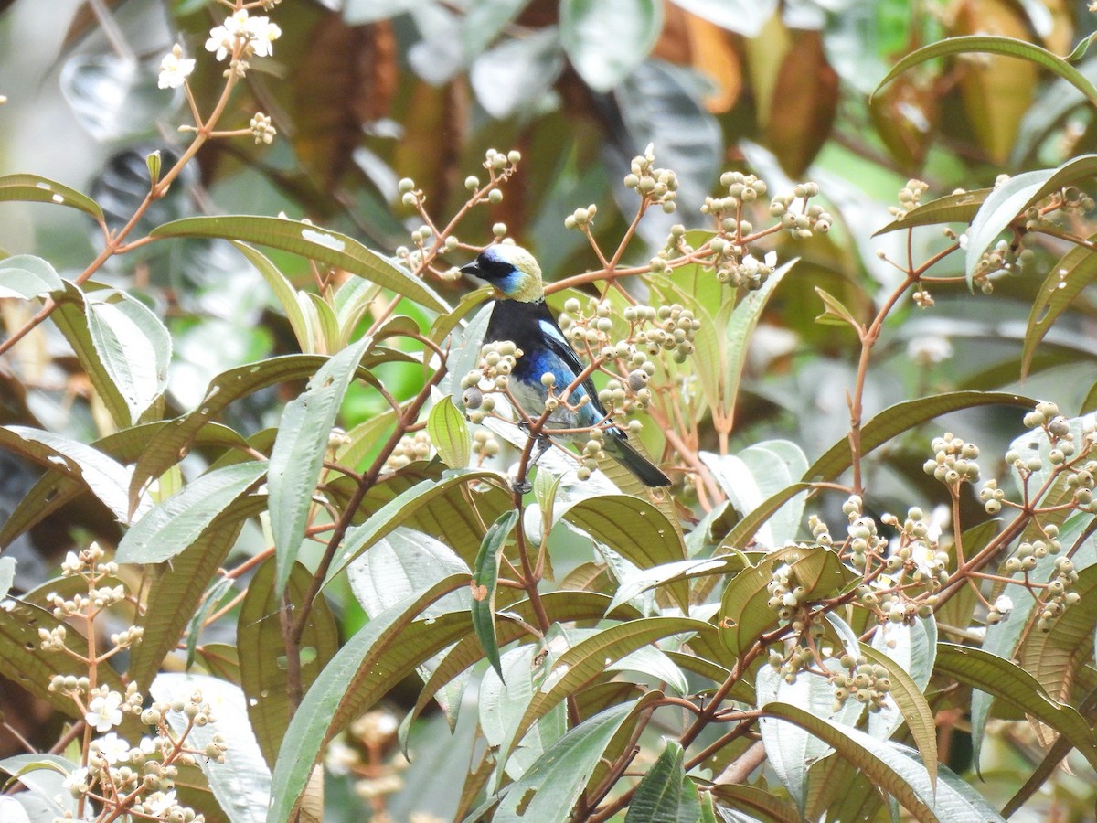 Golden-hooded Tanager - ML638035451