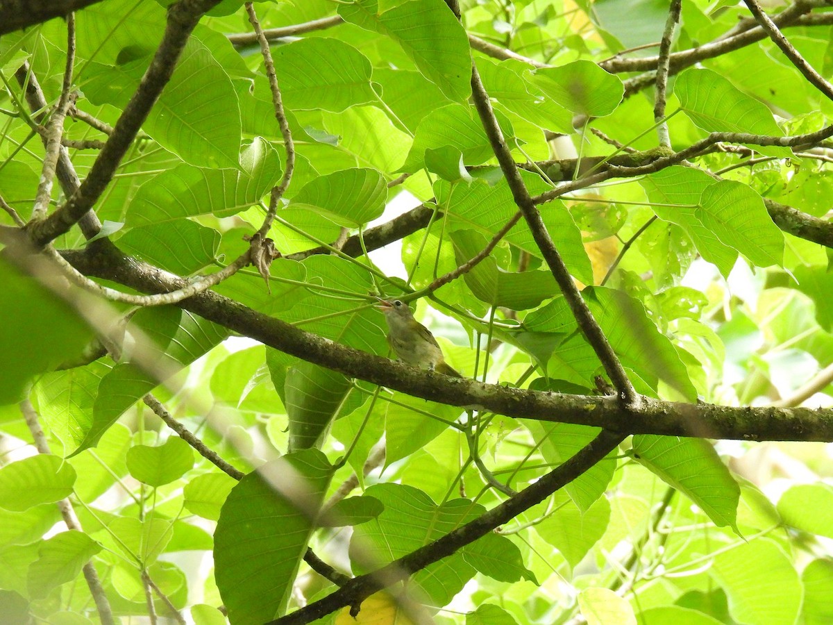 Lesser Greenlet - ML638035471