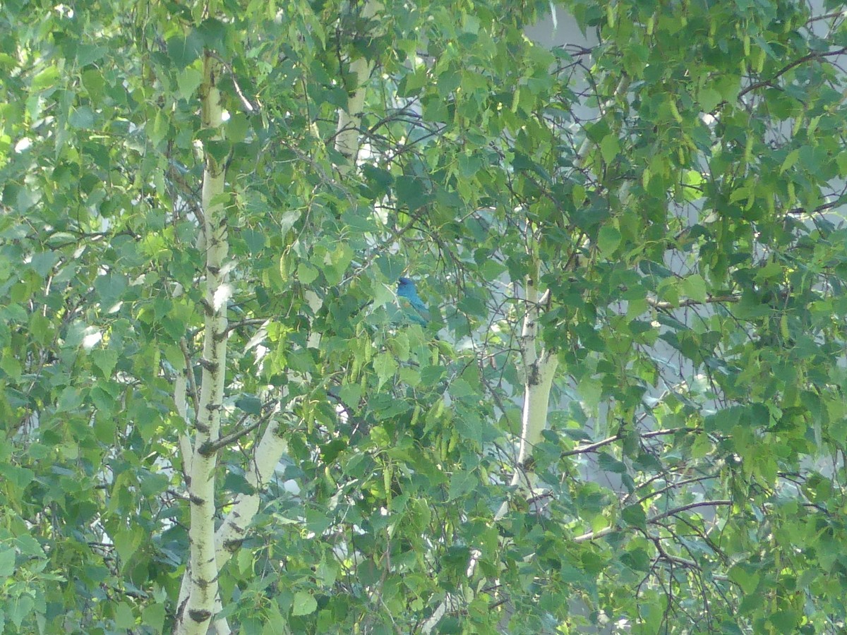 Indigo Bunting - ML638035488