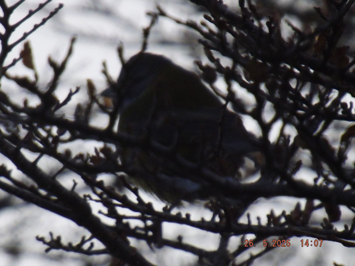 Patagonian Sierra Finch - ML638035506