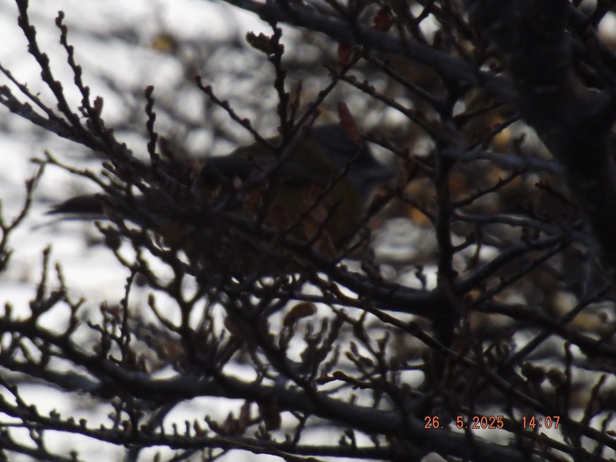 Patagonian Sierra Finch - ML638035511