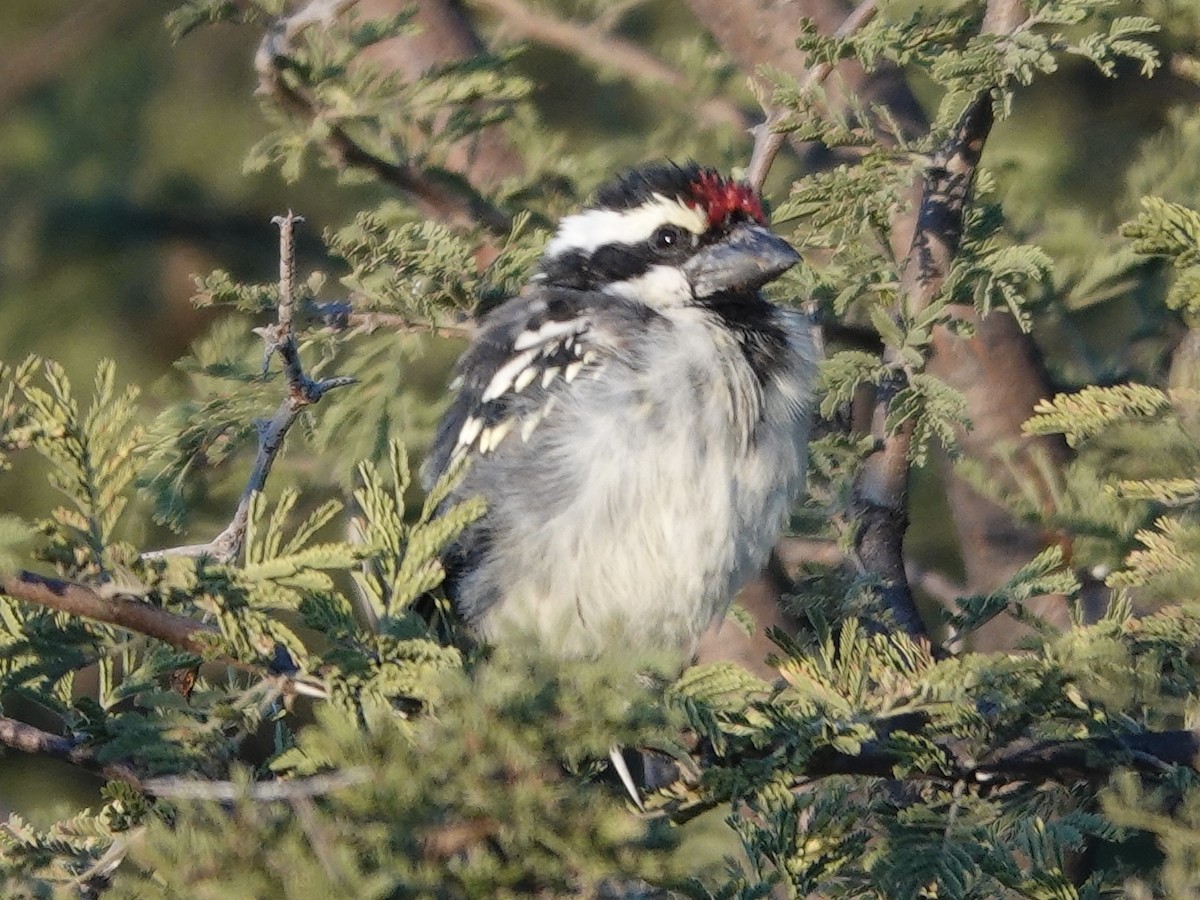 Pied Barbet - ML638035647