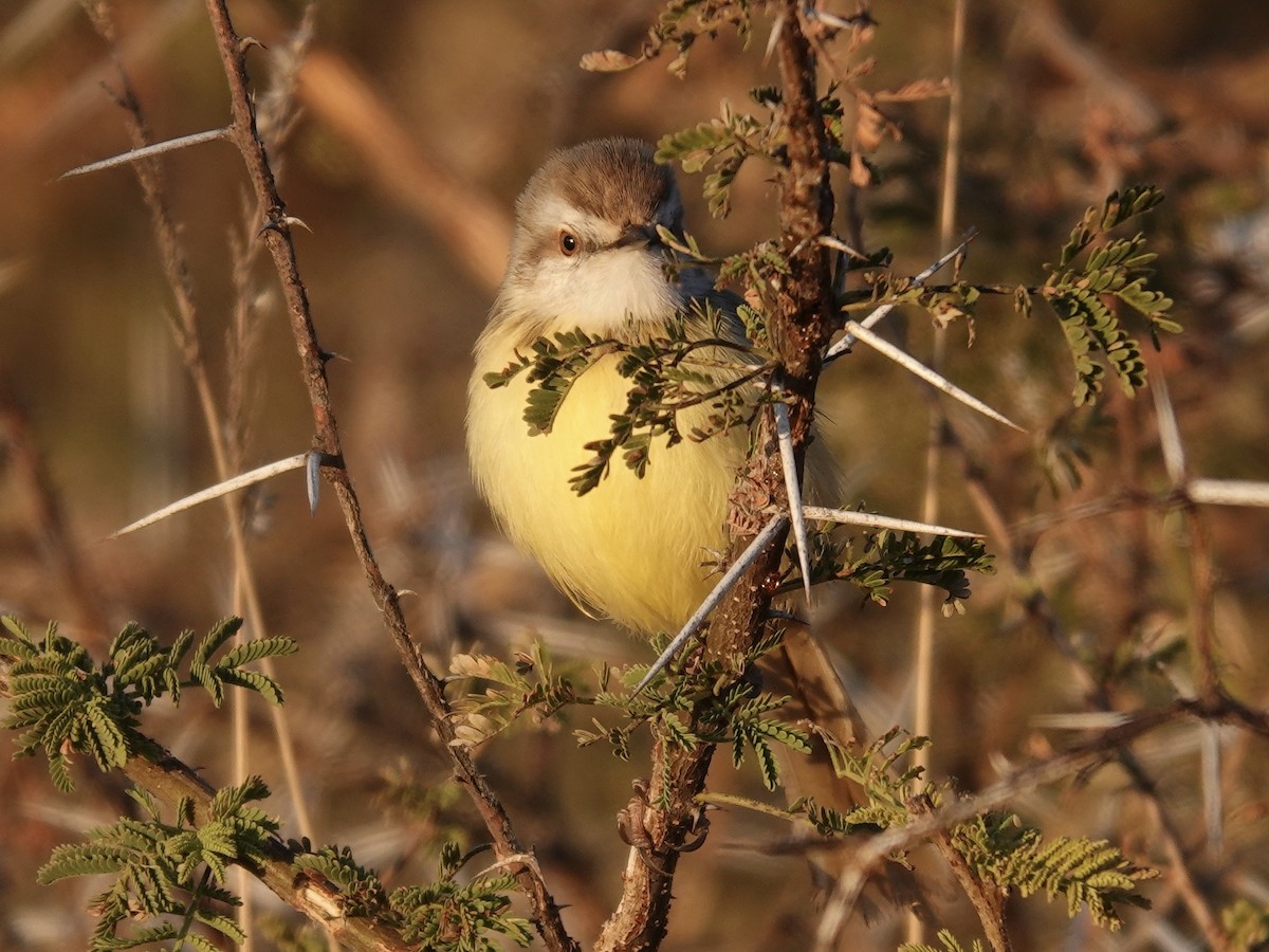 Black-chested Prinia - ML638035658