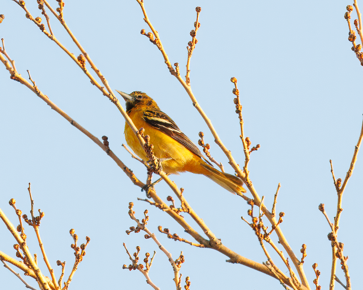 Baltimore Oriole - ML638035662