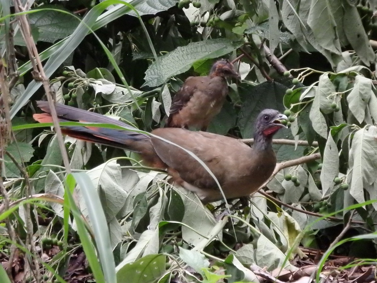 Rufous-vented Chachalaca - ML638035687