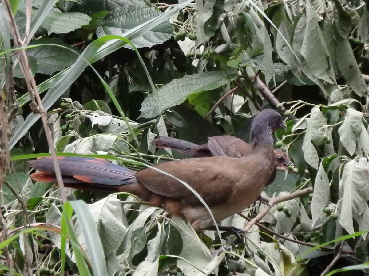 Rufous-vented Chachalaca - ML638035691