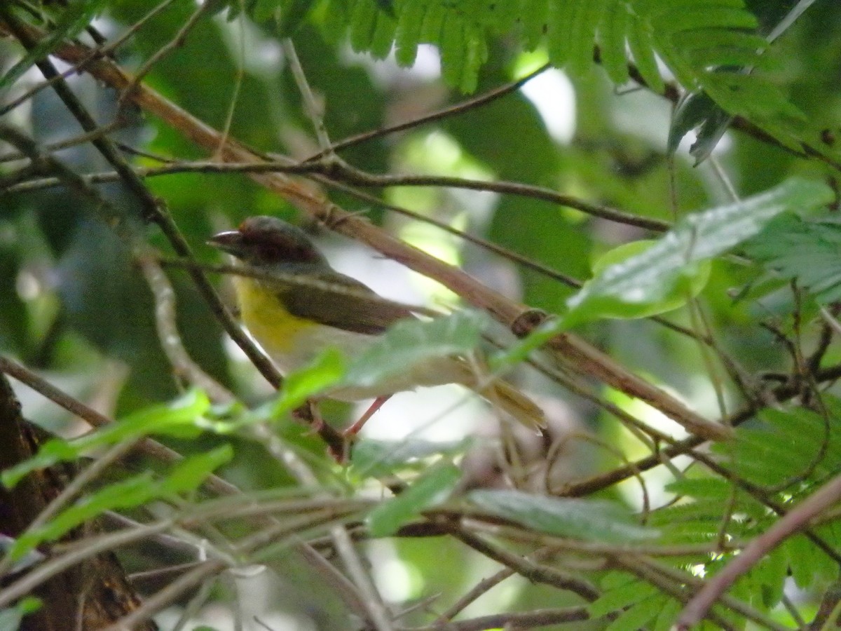Rufous-browed Peppershrike - ML638035732