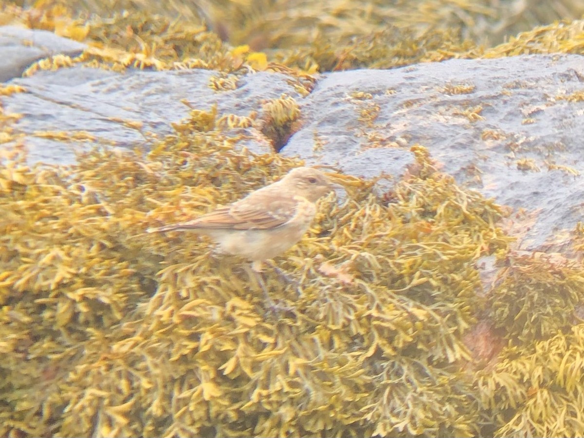 Northern Wheatear (Eurasian) - ML638035745