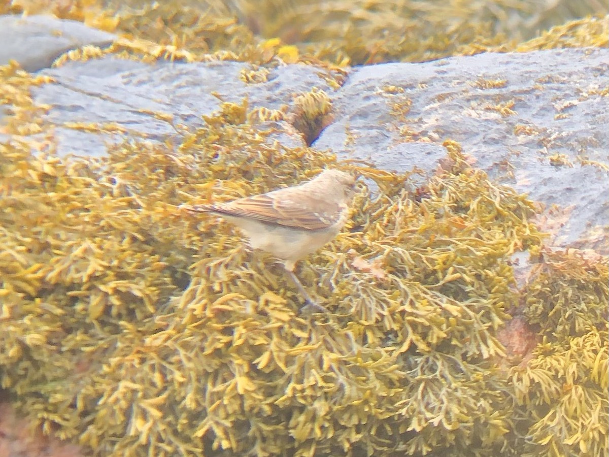 Northern Wheatear (Eurasian) - ML638035746