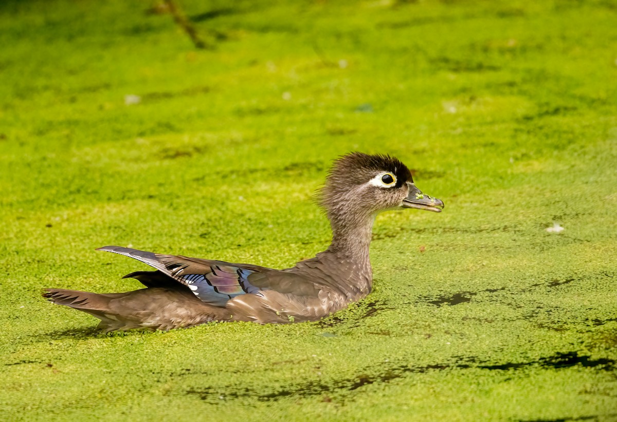 Wood Duck - ML638035781